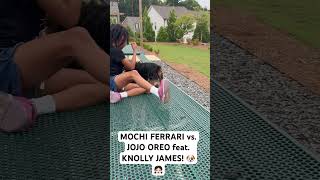 MOCHI FERRARI vs JOJO OREO feat KNOLLY JAMES cute yorkiesofyoutube cuteanimalmoments funvideo [upl. by Bonita868]