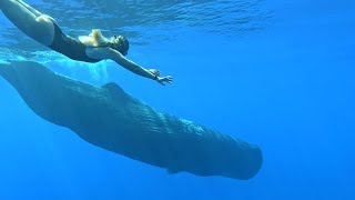 Sperm Whale Drone Footage and Close Underwater Diving Encounter 4K Video [upl. by Ravel]