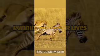 Mother Zebras Incredible Kick Saves Calf from Lioness Attack [upl. by Kane28]