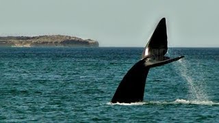 Ballenas de Puerto Madryn El DoradilloSublimes momentos SubSur [upl. by Dexter]