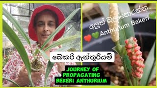 බෙකරි ඇන්තූරියම් හඳුනා ගනිමු Journey of propagating Anthurium Bekeri 🌿anthurium plantsflowers [upl. by Nadnerb142]