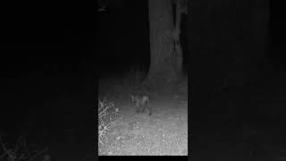 Big Bobcat on the Prowl by bobcat trapping predatorcontrol shorts viralvideo coyote fox [upl. by Wahl793]