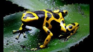 Species Spotlight Ep1  Bumblebee Dart Frog Dendrobates leucomelas [upl. by Towny]