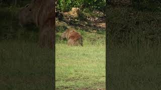 Gavião Pinhé pousando sobre capivara para retirar parasitasnatureza passaros faunabirdsaves [upl. by Oswell]