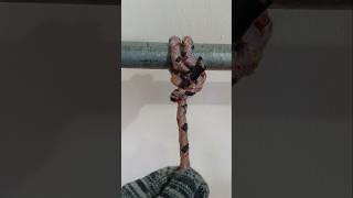 CLOVE HITCH amp 2 HALF HITCHES shortvideo howtotie knottying [upl. by Lilaj]