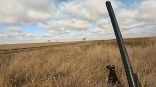 2024 South Dakota Pheasant hunt [upl. by Axe235]