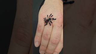 Typhochlaena seladonia jumps on my hand while taking macrophotos tarantula spider [upl. by Bigelow]