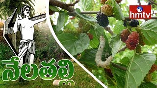 Mulberry Tree Plantation Information Guide  Nela Talli  HMTV [upl. by Huppert352]