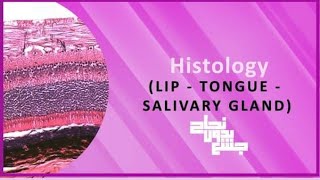 Histology of lip tongue salivary glands Histology L1 [upl. by Ixela239]