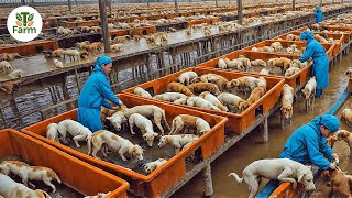 How Chinese Farmers Raise Over 10 Million Dogs for Meat a Year  Agricultural Documentary [upl. by Ydnes851]