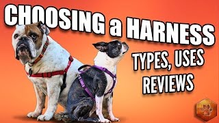 Choosing a Dog Harness  Best Ones and How to Use [upl. by Cacilie]