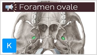 Foramen ovale  Anatomical Terms Pronunciation by Kenhub [upl. by Hrutkay]