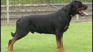 Melhores Rottweilers alemães no mundo  Best German Rottweilers in The World [upl. by Strickman267]