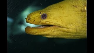 Facts The Moray Eel [upl. by Giff]