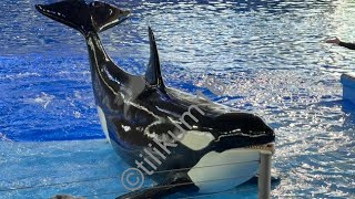 Orca Encounter all female drama cuts show tad short Mar 16 2023  SeaWorld San Antonio [upl. by Thatcher]