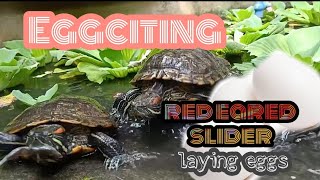 RedEared Slider laying eggs Eggciting incubation turtle day Vlog 06 [upl. by Irroc]