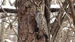 Longeared Owl  Asio otus [upl. by Bekelja413]