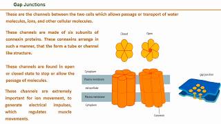 Cell signalling and Cell Junctions [upl. by Lowenstein302]