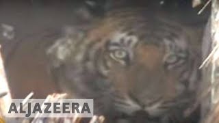 Tigers in peril in Bangladesh [upl. by Kcim]