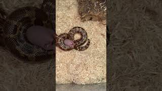 Feeding Chiumbo FROZENTHAWED rodent Kenyan sand boa [upl. by Stephannie344]