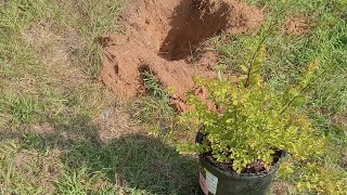 HOW TO TRANSPLANT A SPIREA SHRUB [upl. by Clari]