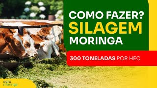 Como fazer SILAGEM de Moringa  Mais 300 TONELADAS 🌱 [upl. by Gnilyarg470]