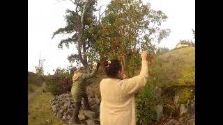 How to harvest Arbutus tree berries for Jewelry making [upl. by Sessylu968]