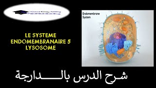 Le systéme endomembranaire 5 lysosome [upl. by Neveda]