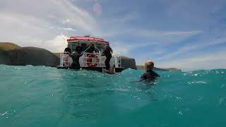 Swimming with Hector Dolphins  Black Cat Cruises in Akaroa NZ [upl. by Viola68]