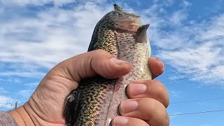 Nice pond trout youtubeshorts stockedtrout fishingtechniques recommended rainbowtrout [upl. by Lavona]