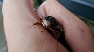 Great Diving Beetle Bites Close View Dytiscus marginalis [upl. by Laina]