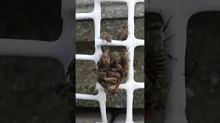 Bees vs Hornet Japanese Honeybees Defeat a Yellow Hornet Intruder [upl. by Tloh]