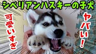 【ハスキー】シベリアンハスキーの子犬が可愛すぎる 2【チビはっちゃん】 [upl. by Daisi123]