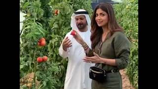 SHILPA Shetty with shiekh SAIF Ahmed Belhasa at his house in dubai [upl. by Amandi]