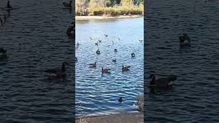 Amazing Almaden Lake with Goose bird enjoying swimming [upl. by Ruttger593]