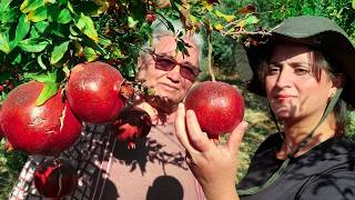 Making Pomegranate Syrup from Branch to Table [upl. by Nwaf]