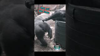 Get Off My Bum FunnyAnimals 😂🦍 [upl. by Rialcnis859]