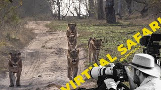 VIRTUAL SAFARI ULTIMATE GAME DRIVE HIGHLIGHTS 55 Londolozi TV [upl. by Ogg]