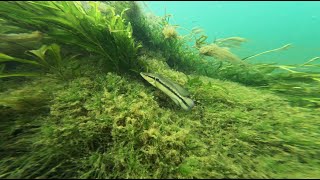 Exploring a reservoir habitat in Brazil [upl. by Trev]