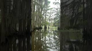 Caddo Lake Lore [upl. by Yvette]