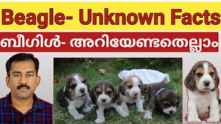 Beagle factsBeagle MalayalamBeagle puppy [upl. by Alul]