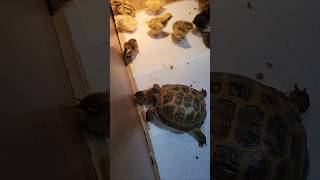 Scaredy tortoise meets quail chicks 1st time cute [upl. by Ayifa]