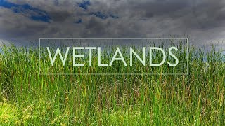 Warm Wetlands Ambience  Sounds of Birds Frogs Insects amp Fish Jumping  Natural Wonders [upl. by Royd]