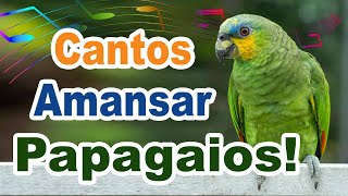 Músicas para amansar papagaio  cantos para amansar papagaio filhote e fazer ele cantar [upl. by Seed818]