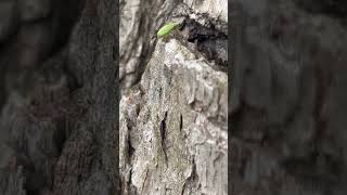 Green beetle on tree [upl. by Nytsirk]