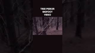 Footage of Bigfoot Tree Peeker Video  Location and Date Unknown bigfoot sasquatch reelspublish [upl. by Hsan]