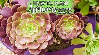 Planting Aeoniums How To Do It amp The Best Mix to Use  Joy Us Garden [upl. by Rogerio249]