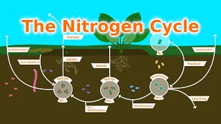 Understanding Our Soil The Nitrogen Cycle Fixers and Fertilizer [upl. by Eetnahc]