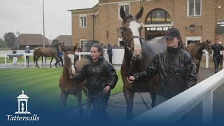 Tattersalls July Sale 2024 Day 1 Review [upl. by Ng]