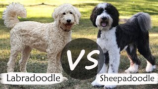 Labradoodle VS Sheepadoodle  Sheepadoodle VS Labradoodle [upl. by Jer]